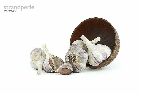 Freshly harvested garlic bulbs spilling from wooden bowl isolated on white background