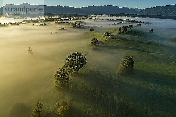 Aerial view of trees (oaks) and meadows in the morning light  mountain landscape  autumn  fog  Alpine foothills  view of Bavarian Alps  Murnau  Upper Bavaria  Bavaria  Germany  Europe