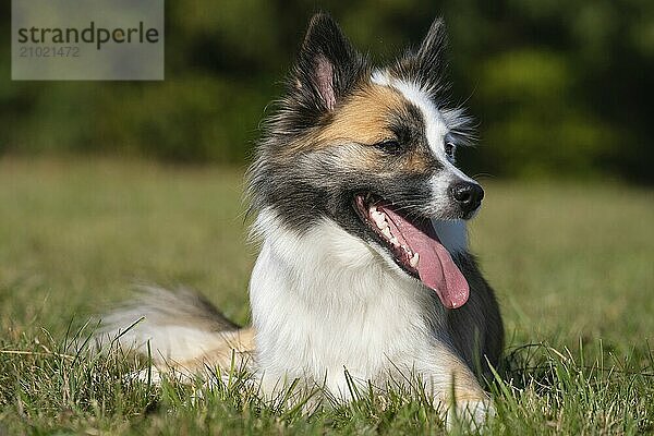 Icelandic dog on the meadow