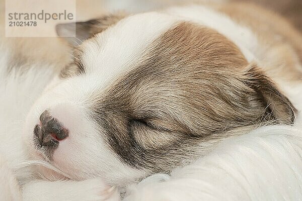 Three-week-old puppy