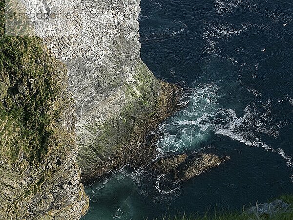 A gannet colony on the cliffs of the bird island Runde in Norway