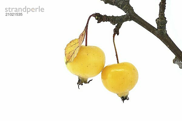 Branch with crab apple fruits and yellowed leaves isolated on white background. Malus sylvestris  European crab apple  also known as the European wild apple or simply the crab apple