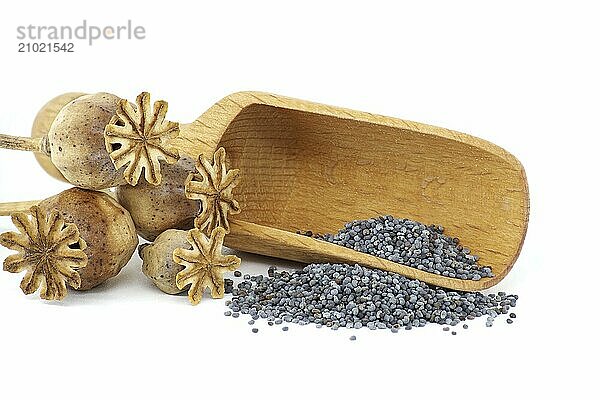 Poppy seed pods and seeds in wooden scoop on white isolated on white background  full depth of field