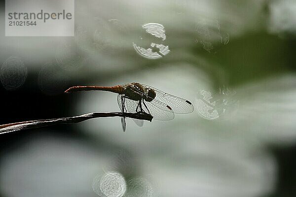 Dragonfly  Summer  Saxony  Germany  Europe