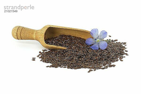 Blue flax blossom and seeds in close up isolated on white background