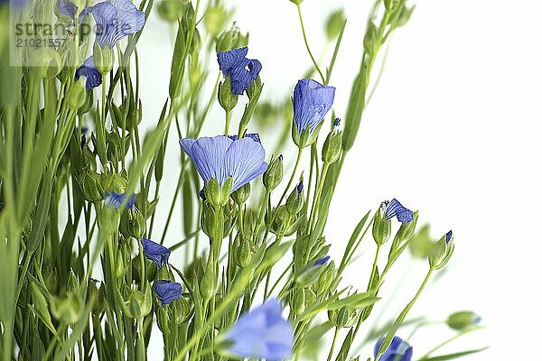 Blue flax blossom and plants with leaves in close up isolated on white background