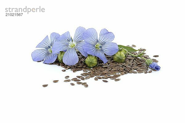 Blue flax blossom and seeds in close up isolated on white background