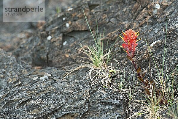 A coastal paintbrush wildflower on the west coast of Vancouver Island  Canada  North America