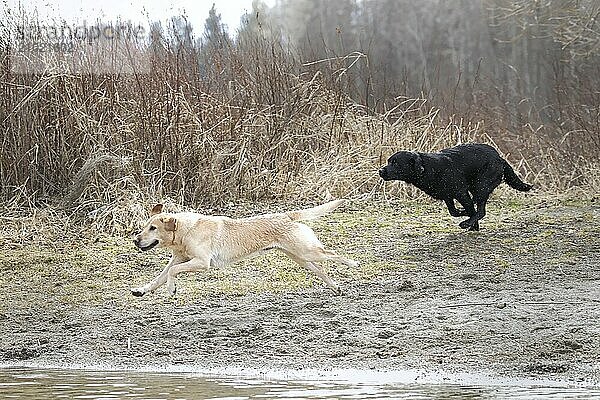 A black lab and a yellow lab run to the water in Hauser  Idaho