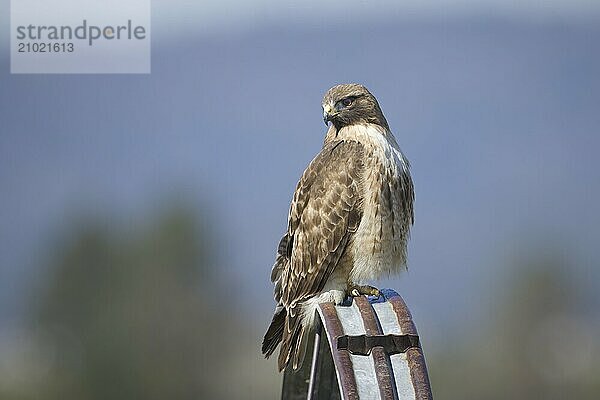 A majestic rough legged hawk is perched on an irrigation wheel near Rathdrum  Idaho