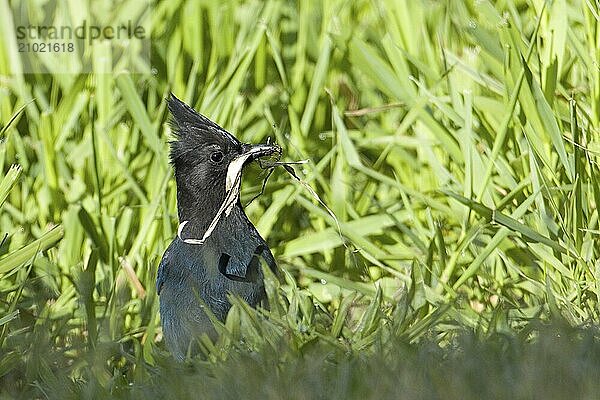 A Steller's Jay is on the ground holding grass in its beak in north Idaho