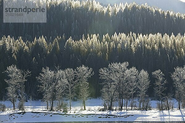 Morning light falls on trees in winter in the northeast section of Washington state