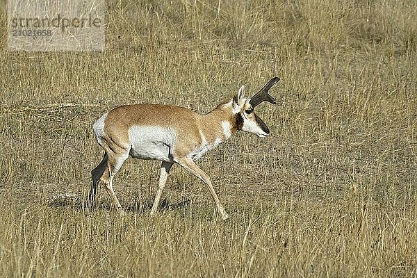 A male pronghorn antelope walks in a grassy prairie field in western Montana