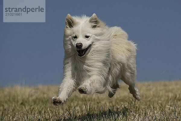 Icelandic dogs are very active