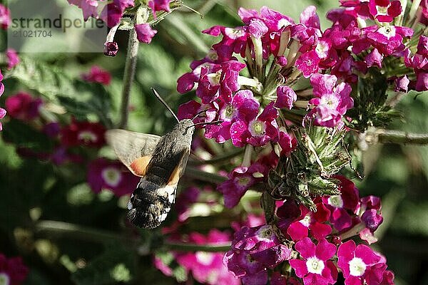 Hummingbird hawk-moth (Macroglossum stellatarum)  summer  Saxony  Germany  Europe