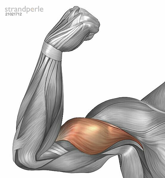 Illustration of a flexed arm showing bicep muscle