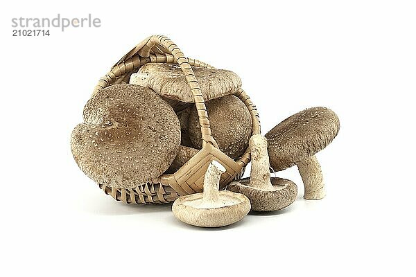 Shiitake mushrooms in woven wicker basket in front of a white background. Lentinula edodes  medicinal herbs and fungi