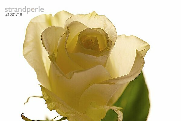 A close up photo of a yellow rose that is backlit by a white background