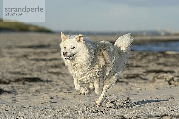 With my Icelandic dog at the Baltic Sea