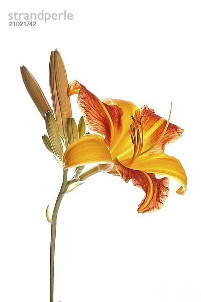 A close up of an orange tiger lily set against a white background