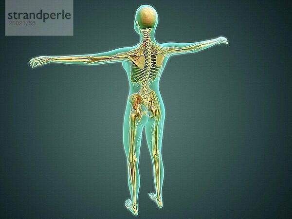 Medical illustration of human body showing skeletal system  arteries  veins  and nervous system