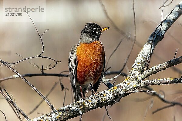 The American robin (Turdus migratorius) in spring in search of food.The American robin is the most abundant bird in North America