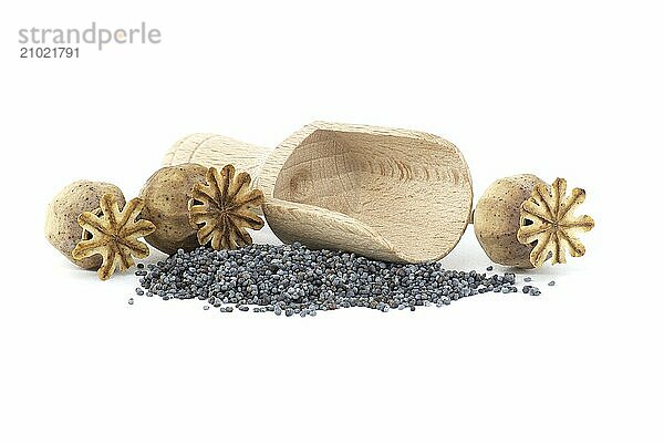 Wooden scoop with poppy seeds near dry seed pods isolated on white background  full depth of field