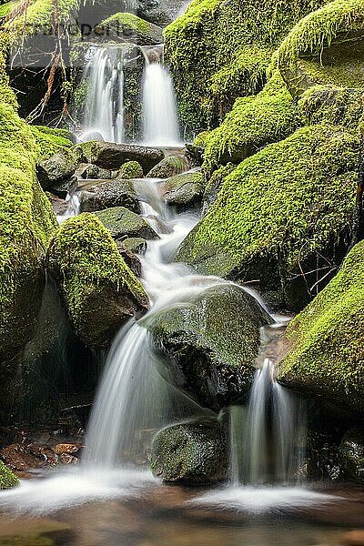 Moss covered rocks and a cascading stream along the Sol Duc Falls trail in Washington