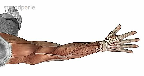 Muscle anatomy of the human arm  posterior view