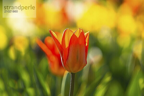 Every year  a colourful tulip exhibition takes place on the edge of the Swabian Alb