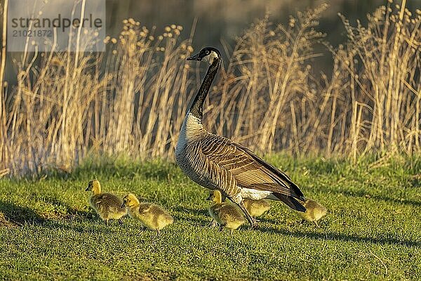 Natural scene from state conservation area in Wisconsin