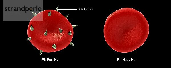 Conceptual illustration of Rh factor on a red blood cell