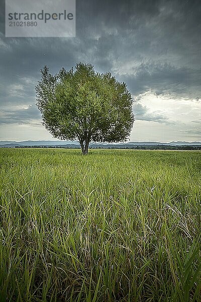 A beautiful tree in a grassy field at the Kootenai Wildlife Refuge near Bonners Ferry  Idaho