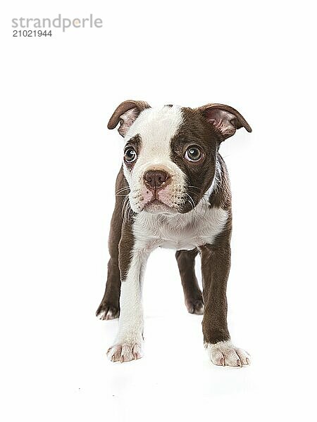 A studio photo of an innocent and shy looking Boston Terrier puppy on a white background