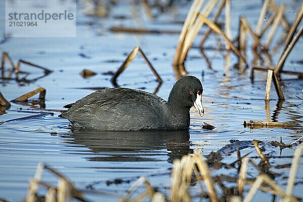 An American Coot water bird swims in the water at Saltese Flats in eastern Washington