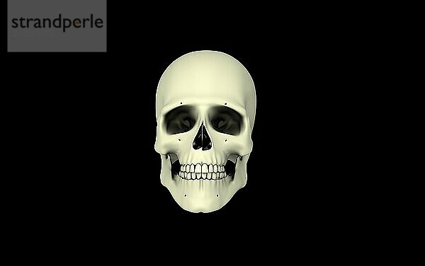 Front view of human skull