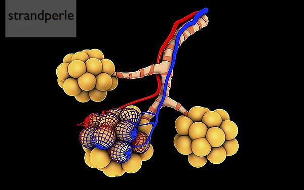 Conceptual image of alveoli