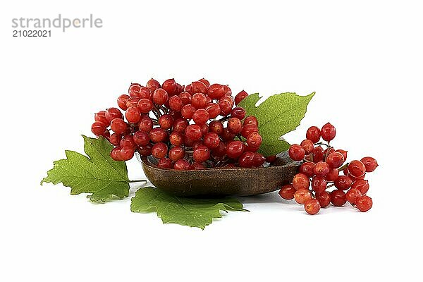 Viburnum opulus or Guelder Rose berries and leaves isolated on white background