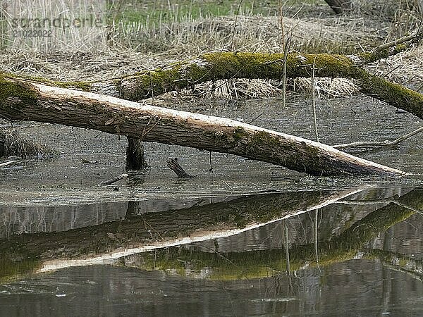 A beaver tree on the bank  reflected in the Saxon Saale