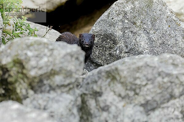 The American mink is a species native to North America and an invasive species in Europe