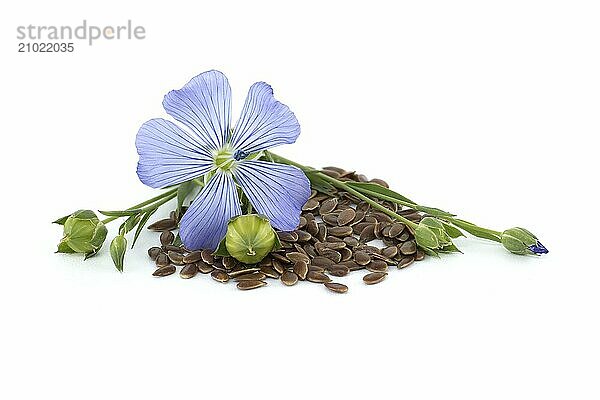 Blue flax blossom and seeds in close up isolated on white background