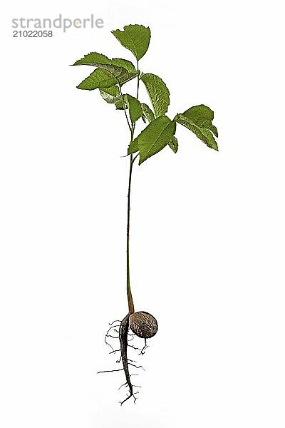 Shoot of a young walnut with roots and nutshell  against a white background