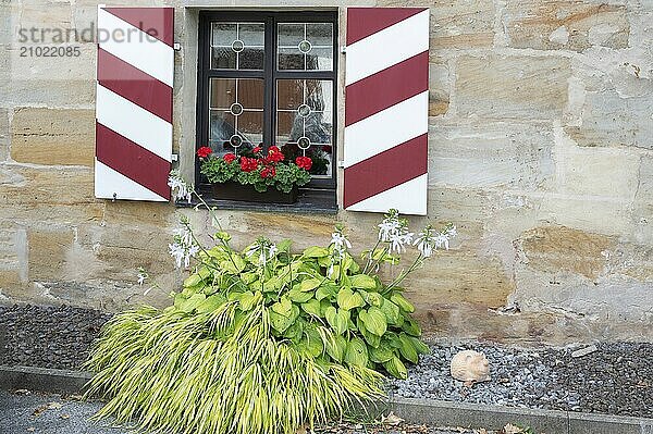 Blooming hosta in front of a window  Franconia  Bavaria  Germany  Europe