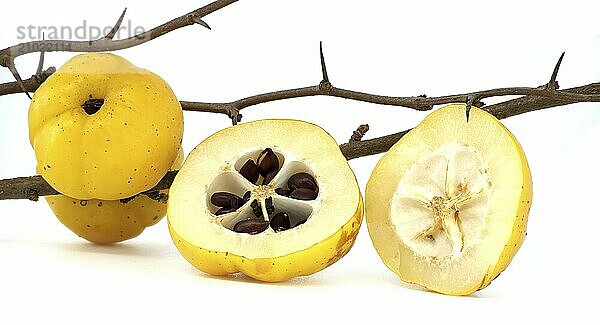 Bright golden-yellow quince fruits on leafless thorny branch and halved quince fruit isolated on white background  full depth of field  Chaenomeles japonica or Japanese quince