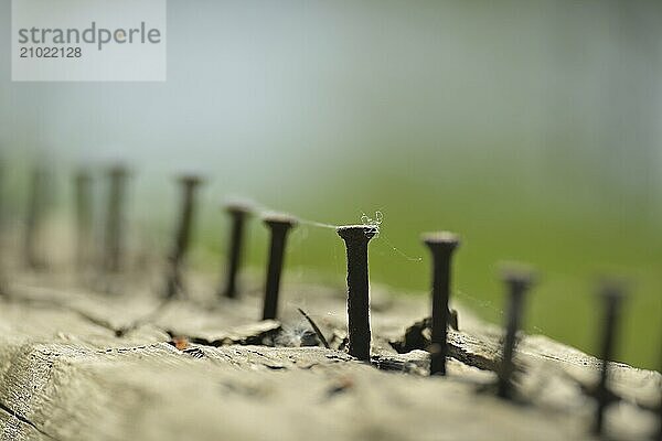 Close up view of weathered piece of wood  which hosts numerous rusted nails of different sizes driven halfway through  selective focus in blurred background