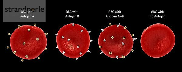 Blood group antigens on the red blood cell membrane