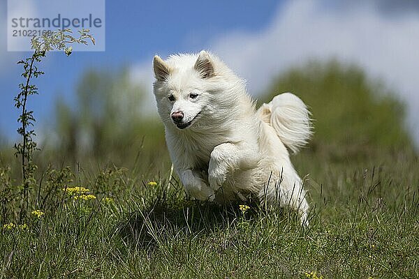 Icelandic dogs are little power packs