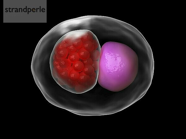 Microscopic concept of Chlamydia psittaci