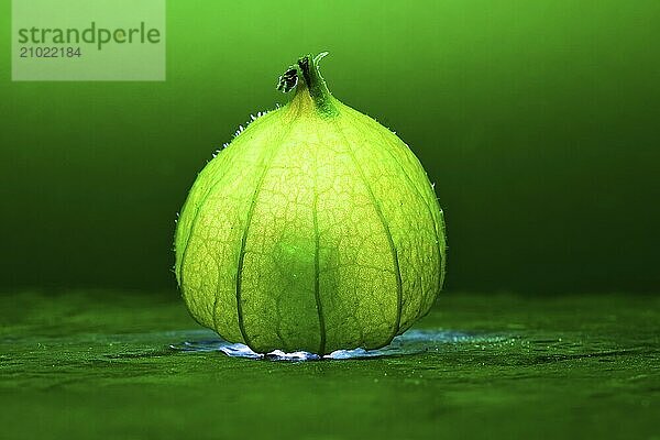 Physalis on black wet soil with green background. Illuminated fruit. Vitamin C rich fruit. Structures shown in detail. Photo food