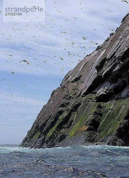 Seabird colony in Witless Bay  Newfoundland Canada Seabird colony in Witless Bay  Newfoundland Canada